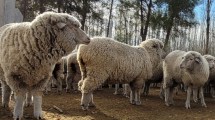 Imagen de Insólito: robaron ovejas de la facultad de Agrarias en Cinco Saltos y temen que se las coman