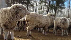 Alerta en la facultad de Ciencias Agrarias: roban ovejas destinadas a estudios y temen que se las coman