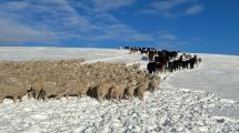 Imagen de Cuando la nieve se derritió en su campo de Santa Cruz, encontró 2.000 ovejas muertas