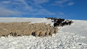 Cuando la nieve se derritió en su campo de Santa Cruz, encontró 2.000 ovejas muertas