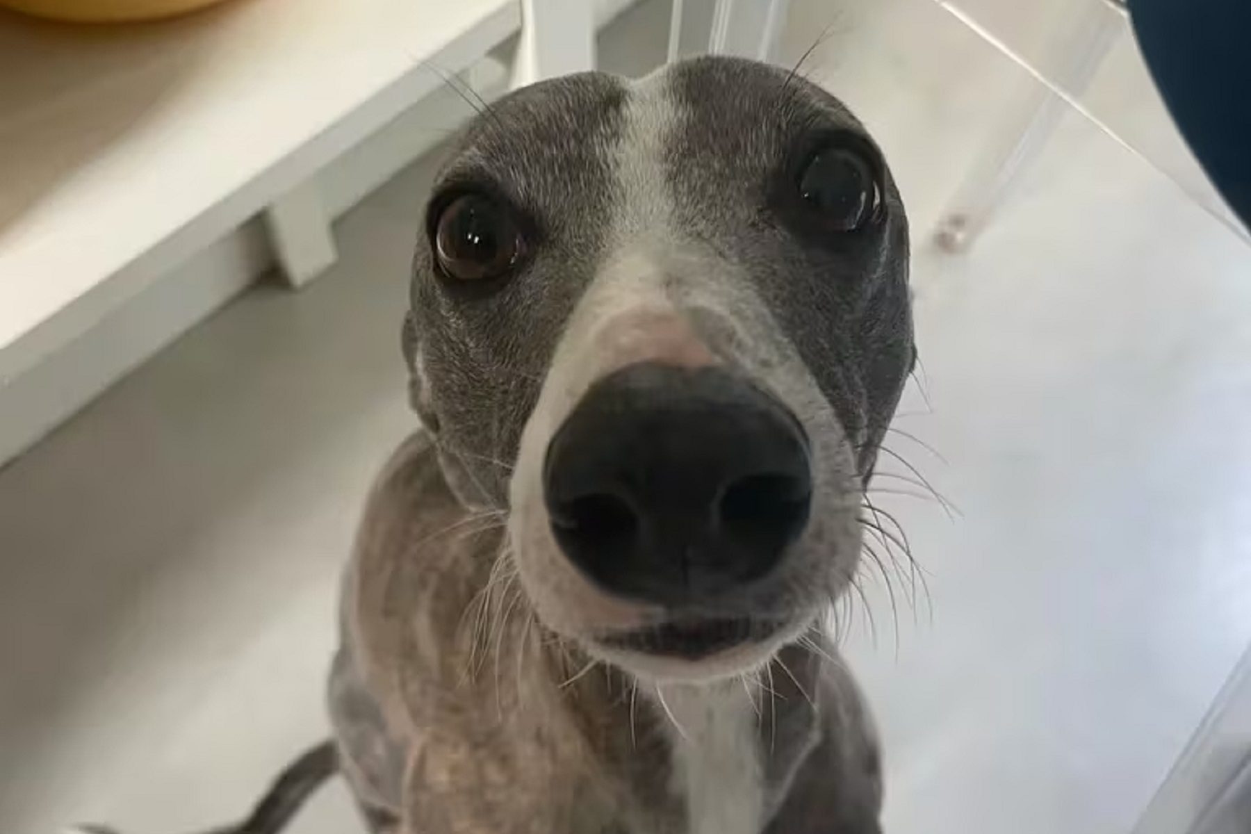 A un argentino le perdieron su perro en un vuelo a París.