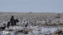 Imagen de Video | Temporal de nieve en Neuquén: el heroico paso de un criancero sobre Ruta 40 junto a su rebaño