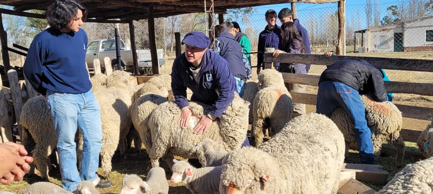 Novedades en esquila y lana en la región. Foto: gentileza UNCo.