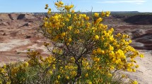 Imagen de El íncreíble ecosistema del Monte en la Patagonia