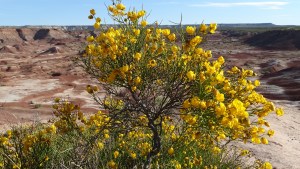 El íncreíble ecosistema del Monte en la Patagonia