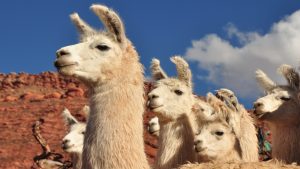 Nanoanticuerpos de llamas neutralizan diversas enfermedades virales