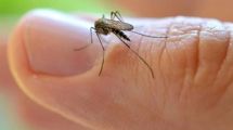 Imagen de Dengue: por qué este lunes será un día clave para Neuquén