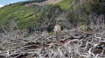 Imagen de La historia de los que trabajan para restaurar un bosque nativo ancestral en Neuquén