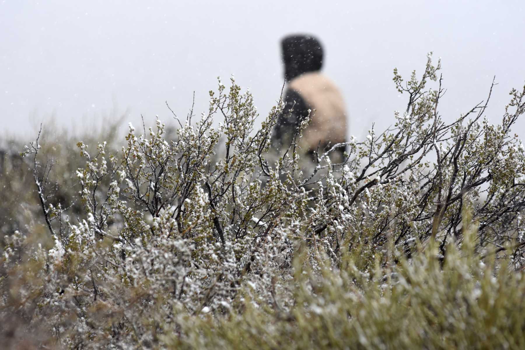 Alerta por nieve en Neuquén. Foto: Archivo Andrés Maripe. 