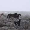 Imagen de Alerta por nieve en Neuquén: a qué zonas afectará este lunes y martes