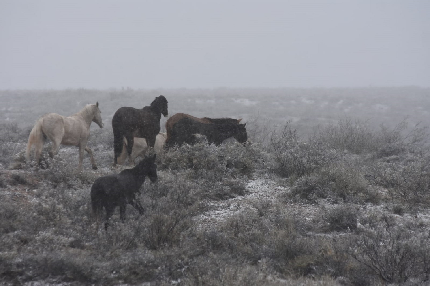 La nieve llegó a los puestos en Roca. Foto Andrés Maripe