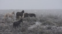 Imagen de Nieve en el Alto Valle: en imágenes, así cayeron los primeros copos en Neuquén, Roca y Regina