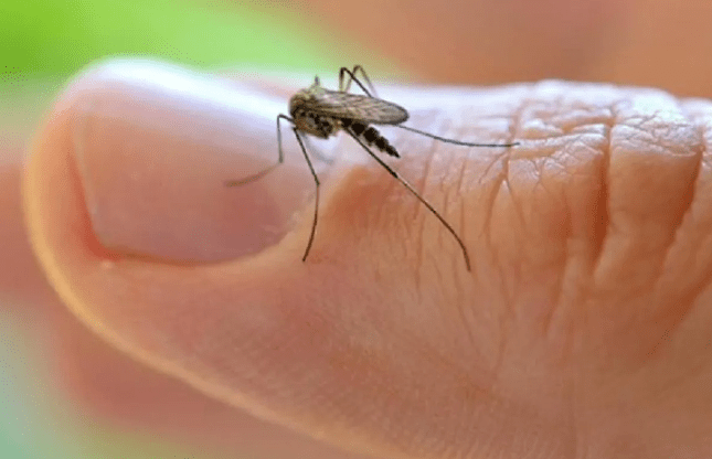 El mosquito que transmite y difunde el Dengue. Río Negro quiere que la campaña de vacunación abarque todo el país