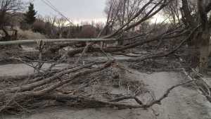 Sobreponerse al viento: testimonios desde Barrancas y Buta Ranquil tras los destrozos que dejó el temporal