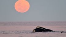 Imagen de «Esto es un sueño»: Fue a filmar a las ballenas y la luna llena en Puerto Madryn, pero no imaginó tanto