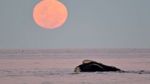 «Esto es un sueño»: Fue a filmar a las ballenas y la luna llena en Puerto Madryn, pero no imaginó tanto