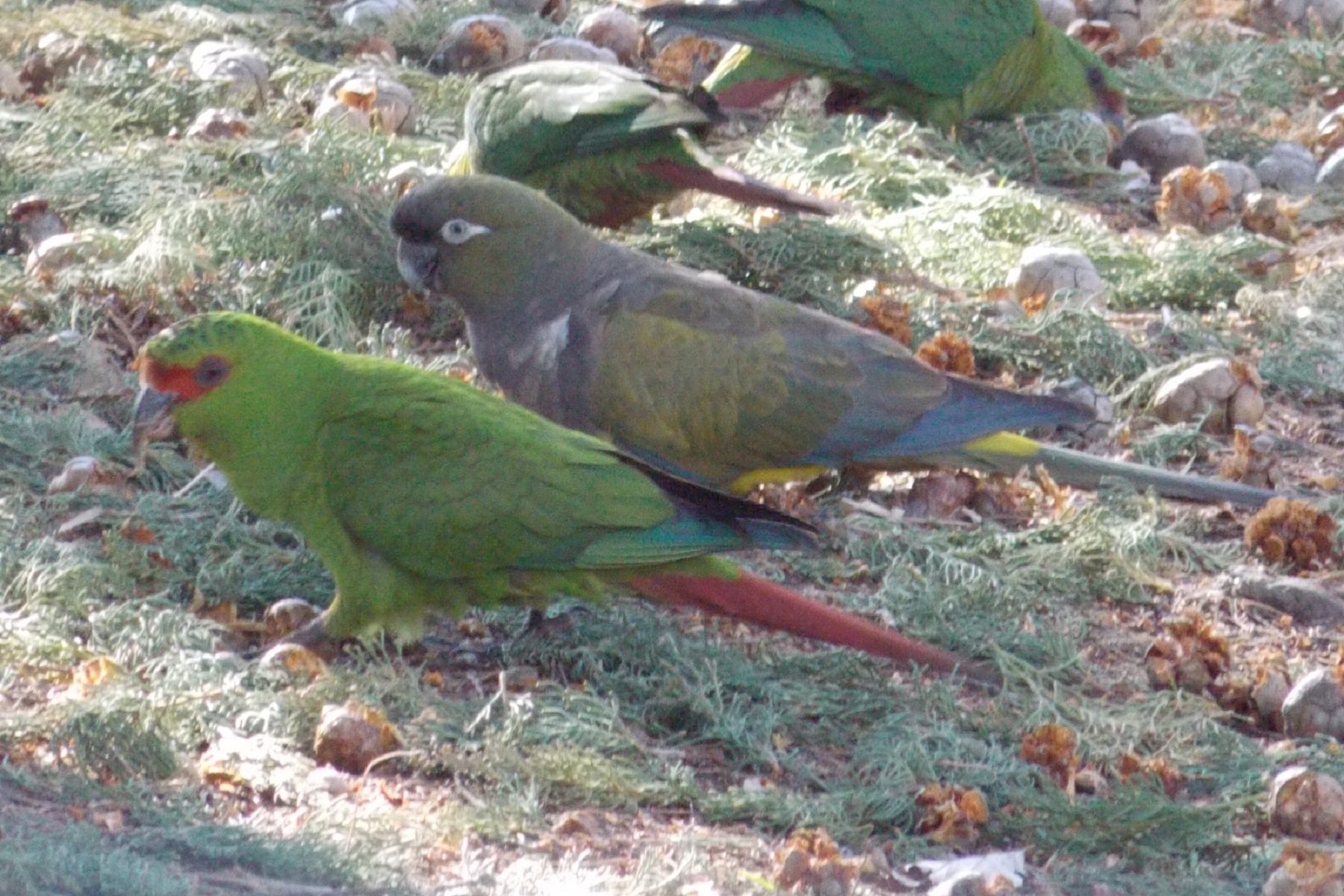 Captaron a un loro exclusivo de Chile en Neuquén.