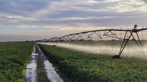 Río Negro exporta soja con mejores rindes que la pampa húmeda