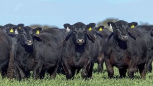 Río Colorado: 22 cabañas patagónicas participan de la 47° Expo Ganadera y la 11° Expo Angus Nacional