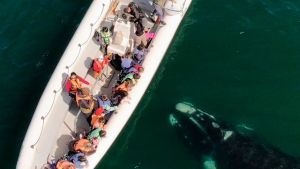 Los paseos de avistaje de las mágicas ballenas francas siguen a pleno en Las Grutas y el Puerto San Antonio Este