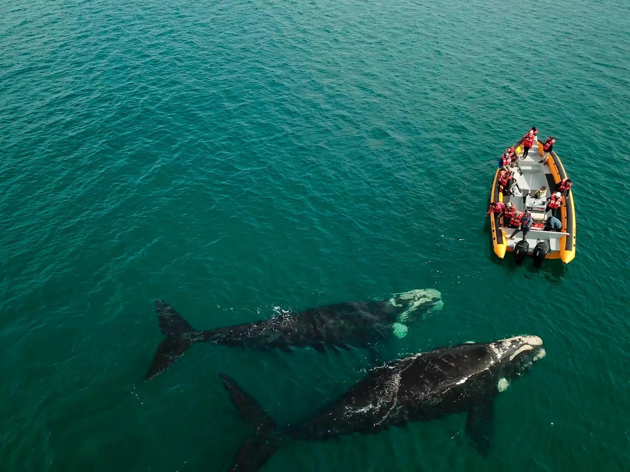 Los pasajeros se maravillan con la experiencia del avistaje. Las ballenas asombran