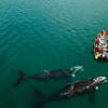 Imagen de Las ballenas abundan en Las Grutas y el Puerto SAE, pero, para seguir con precios en ‘promo’, lanzarán la temporada en septiembre