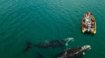 Imagen de Las ballenas abundan en Las Grutas y el Puerto SAE, pero, para seguir con precios en ‘promo’, lanzarán la temporada en septiembre