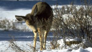 ¿Las especies exóticas siempre generan daños en los ecosistemas? 