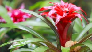 Esta planta de interior florece siempre y es fácil de cuidar, incluso en lugares oscuros