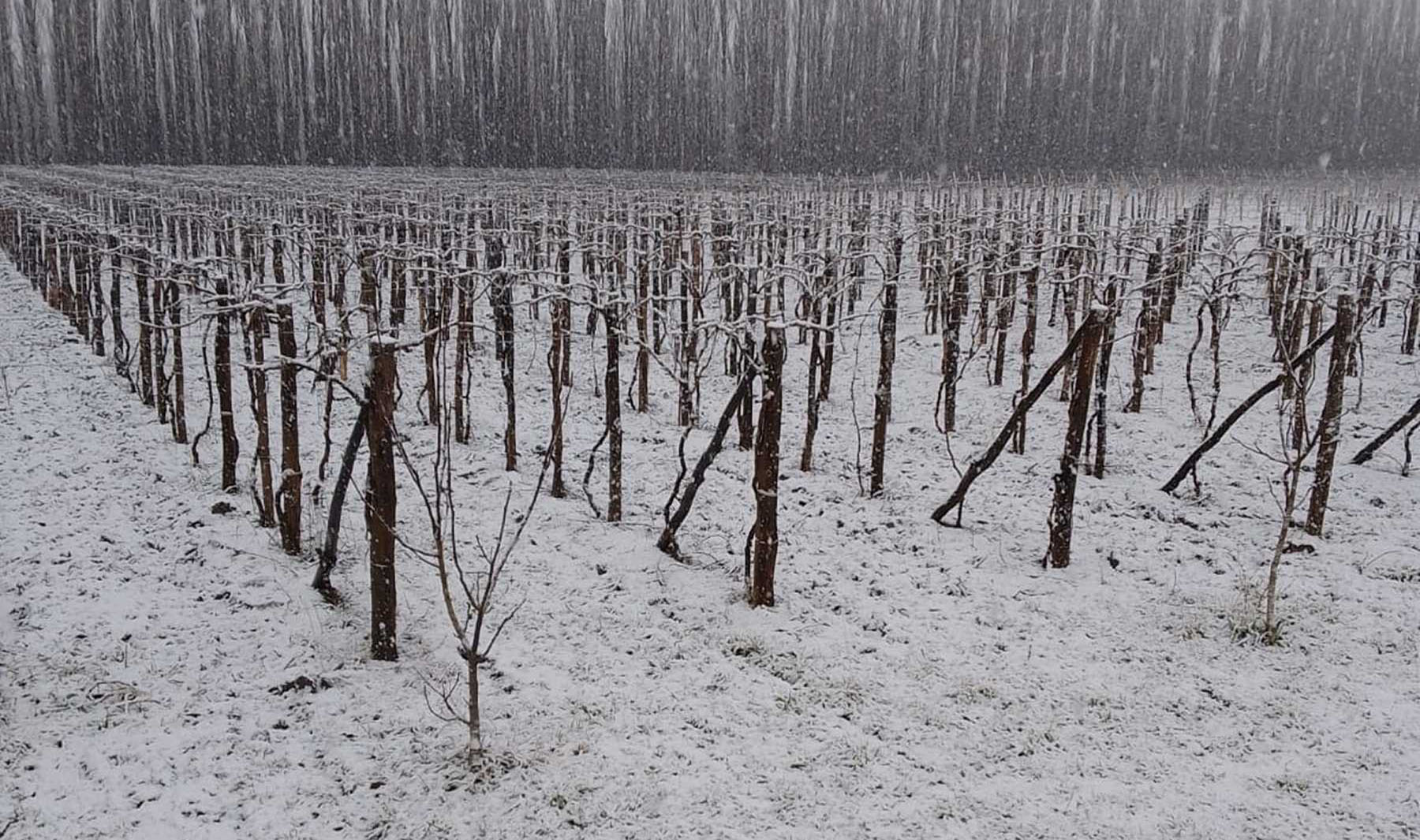 La nevada se acumuló entre los viñedos ayer y se mantuvo hoy. Foto: gentileza Bodega Moschini.  