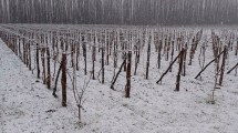 Imagen de La nieve cubrió las chacras y cultivos del Alto Valle: sorpresa para los productores