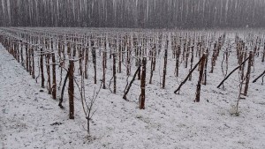 La nieve cubrió las chacras y cultivos del Alto Valle: sorpresa para los productores