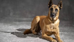 Cómo calcular la edad de un perro en años humanos: los detalles