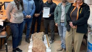 Preservar la prehistoria: restos fósiles de dinosaurios fueron incorporados al patrimonio del museo de Ciencias Naturales de la UNCo