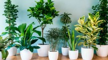 Imagen de Esta planta de interior es fácil de cuidar y purifica el aire de cualquier ambiente