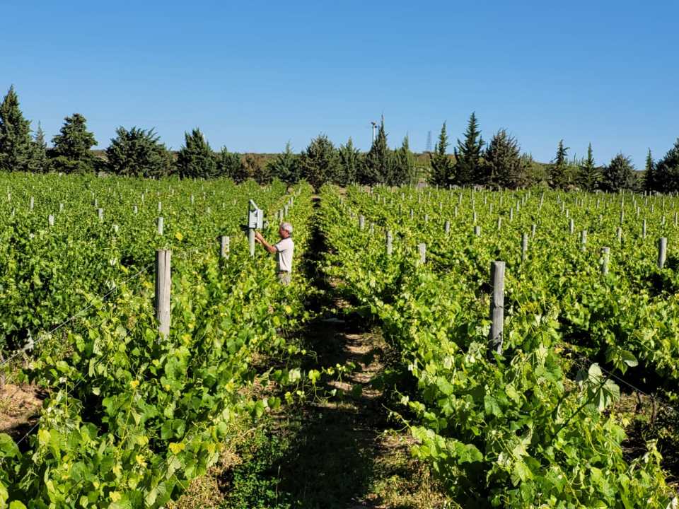 En Valle Medio se instalaron sensores de humedad y de napa freática in situ.