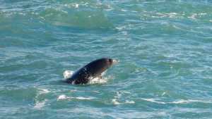 Una fundación y una meta: proteger la inmensa fauna marina del golfo San Matías en Río Negro