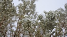 Imagen de Nieve en Neuquén: los horarios y las zonas bajo alerta este lunes