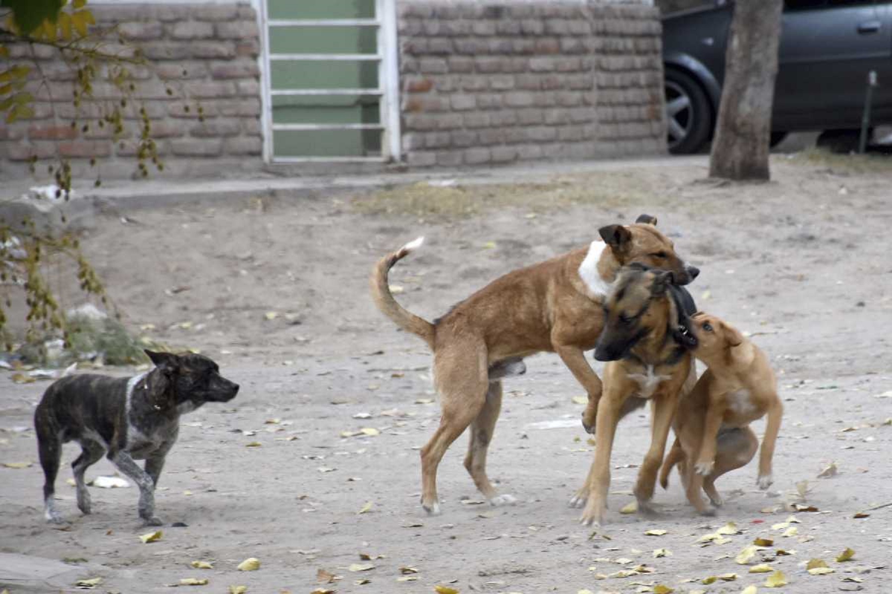 Los animales la mordieron severamente. Foto: archivo. 