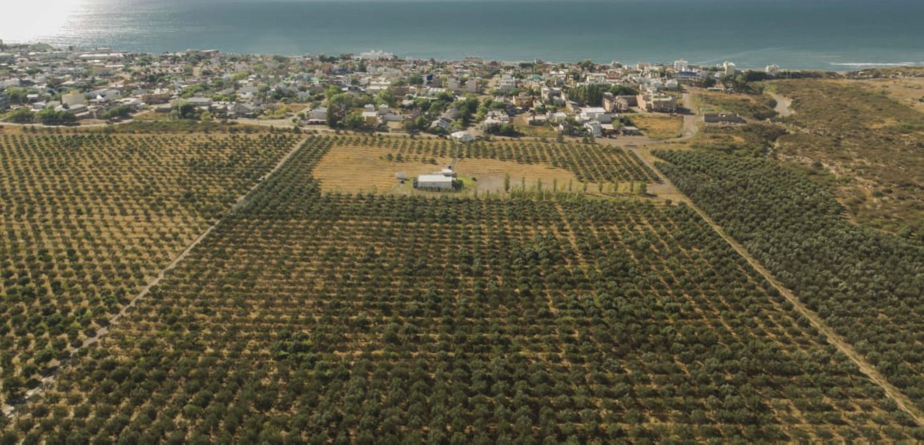 La fábrica de aceite de oliva más austral, con el marco de las playas de Las Grutas 