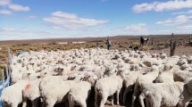 Imagen de El gobierno nacional cancela el fondo de la Ley Ovina: cómo impacta en Río Negro