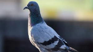 Cómo ahuyentar las palomas de tu casa, con un solo elemento: mirá cuál es