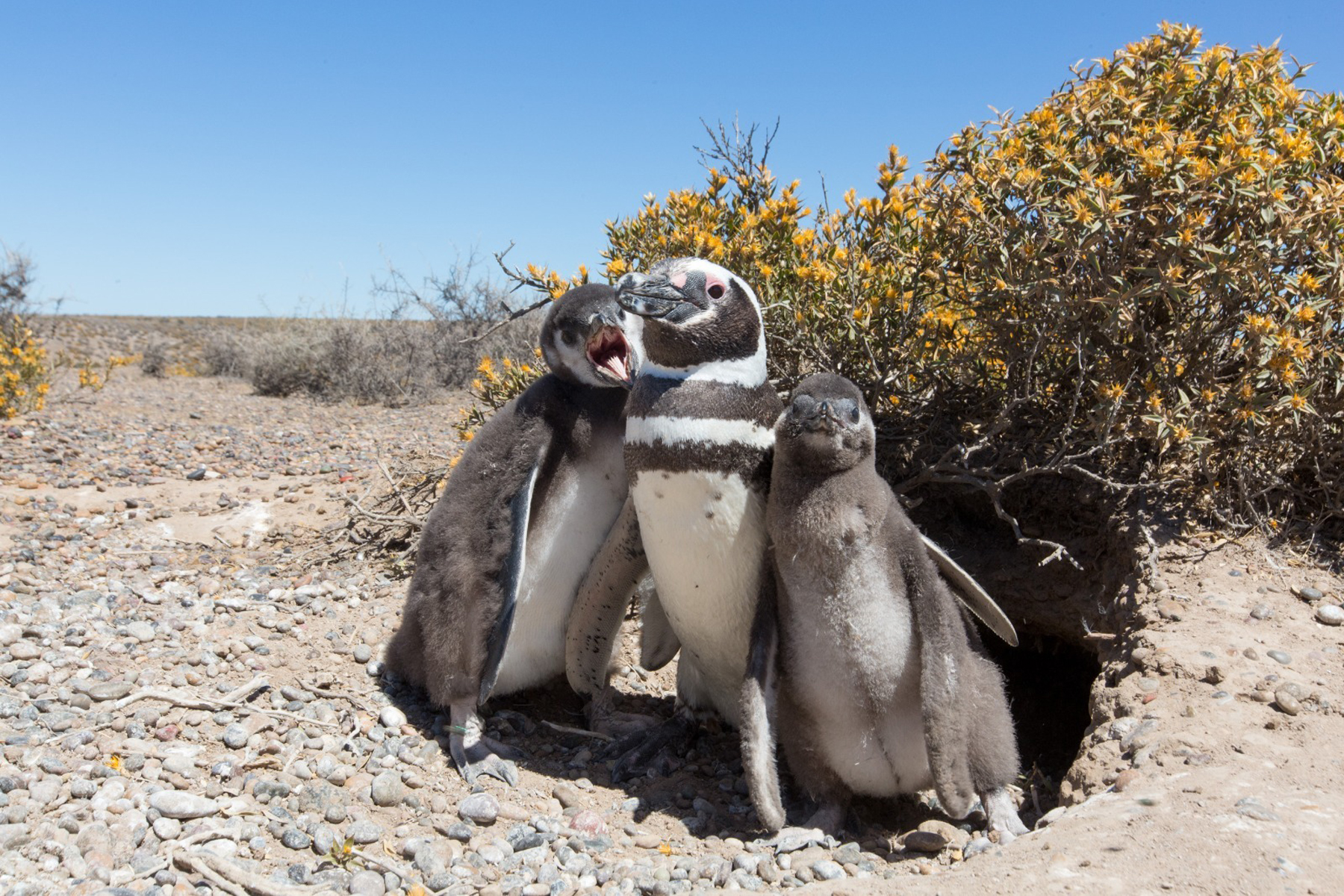 La temporada ideal para ver pingüinos de Magallanes en Chubut es desde mediados de septiembre hasta mediados de abril.