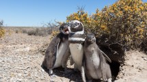 Imagen de Otros que no son tan fieles: el fascinante mundo de los pingüinos de Magallanes en Patagonia