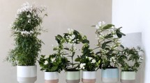 Imagen de Cuáles son las plantas con mejor aroma para tener en casa