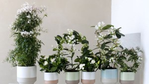 Cuáles son las plantas con mejor aroma para tener en casa