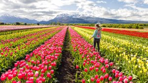 Apertura del campo de Tulipanes en Trevelin: prepárate para una experiencia única