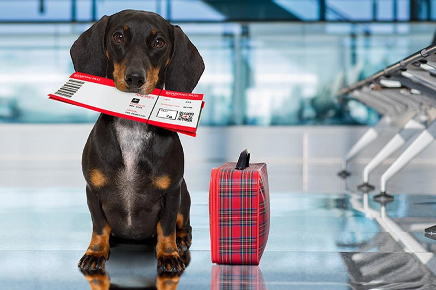 Si vas a viajar con tu mascota, seguí estos consejos. Foto: archivo.