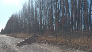 Por el viento un árbol cayó sobre el tendido y dejó sin luz una estación de bombeo en Regina