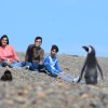 Imagen de Temporada de fauna total en Puerto Madryn: ballenas, pingüinos, lobos, elefantes marinos y orcas